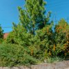 Vila de lux, 427 mp utili și 2313 mp teren, pe malul lacului (Cociova) Balotesti